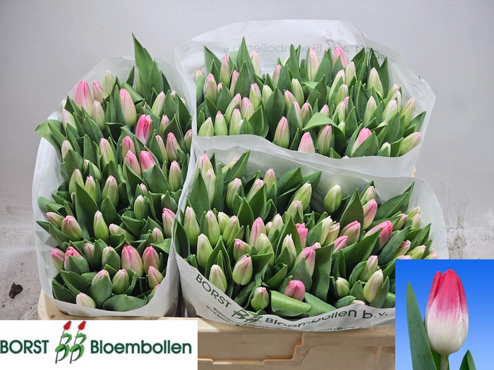 <h4>TU EN TRIGGER</h4>