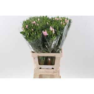 Clarkia Pink