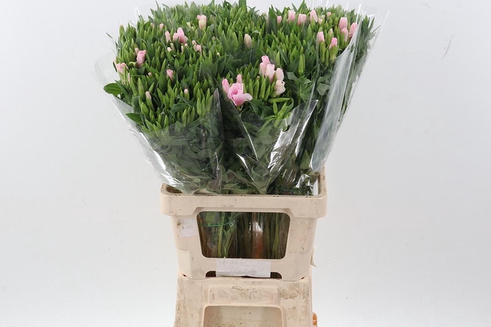 <h4>Clarkia Pink</h4>