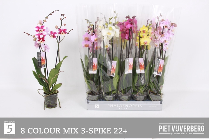 <h4>PHAL GEM 8 KL</h4>