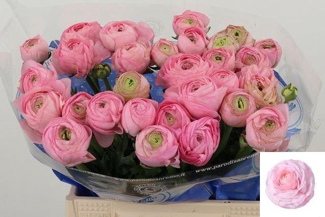 <h4>RAN SU CONFETTO</h4>