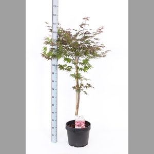 ACER PA ATROPURPUREU
