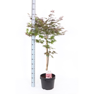 ACER PA ATROPURPUREU