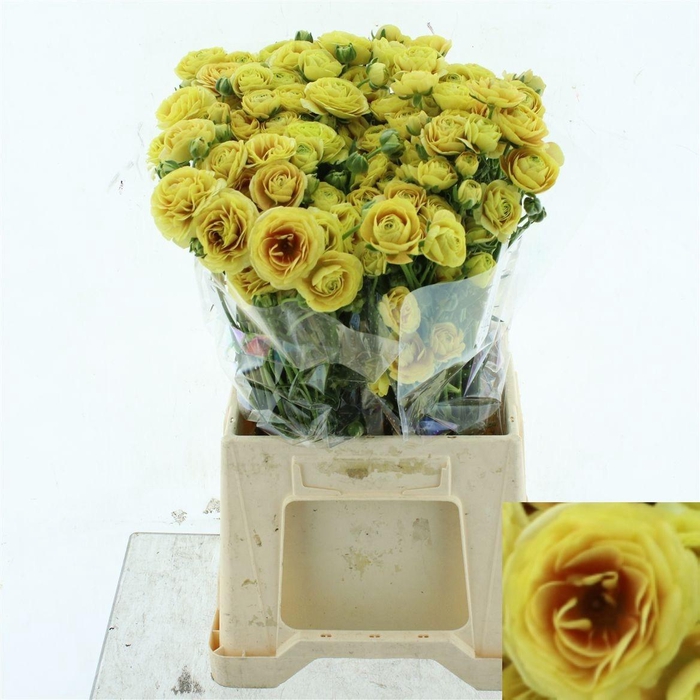 <h4>RAN N MODERNA MIELE</h4>