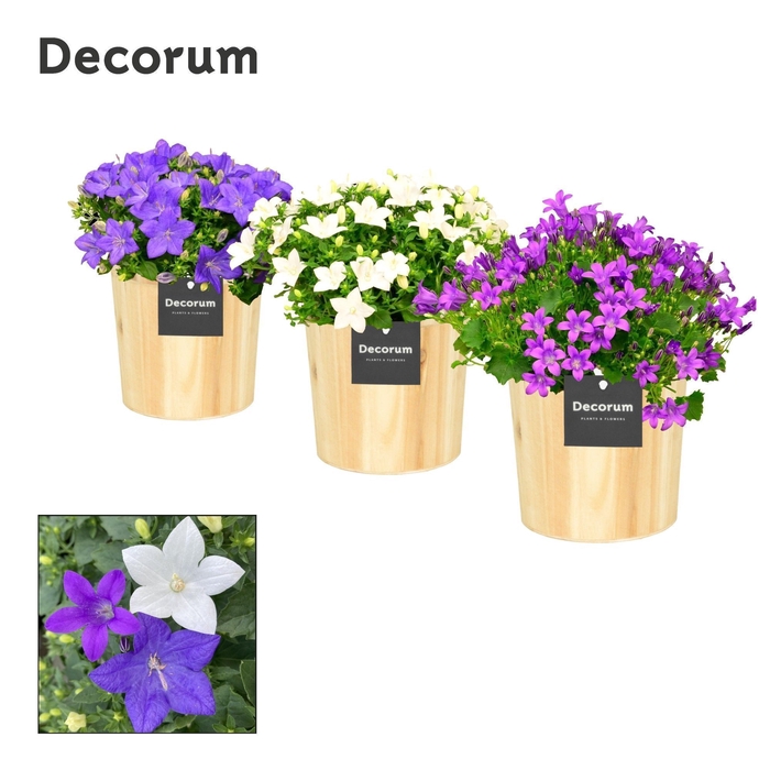 <h4>Campanula Mix Decorum Wood</h4>