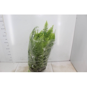 SAMAMBAIA AMERICANA C21
