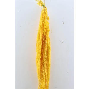 Pres Amaranthus Caud Yellow Bunch
