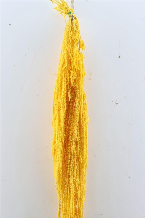 <h4>Pres Amaranthus Caud Yellow Bunch</h4>