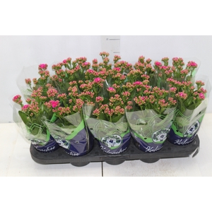 KALANCHOE DOBRADO P11 PINK