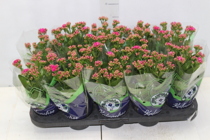 <h4>KALANCHOE DOBRADO P11 PINK</h4>