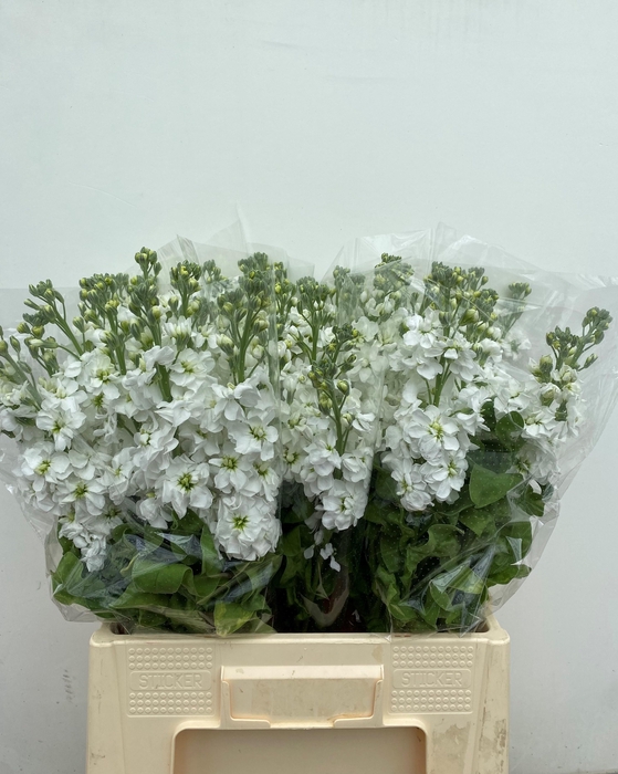 <h4>MATTH AIDA WHITE</h4>