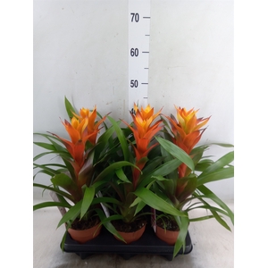 Guzmania  'Variada'