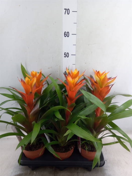 <h4>Guzmania  'Variada'</h4>