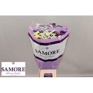 LIMONIUM SINUATUM   ...MIX