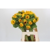 Helianthus Orange Fire