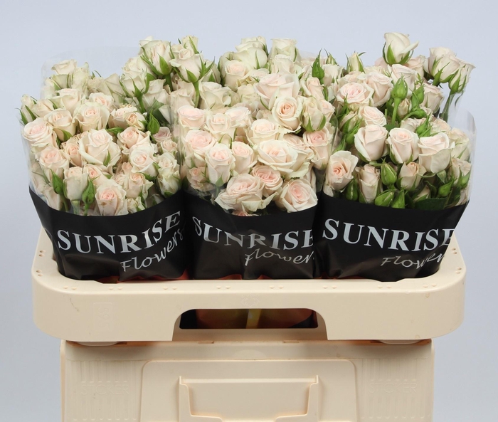 <h4>R TR ROYAL PORCELINA</h4>