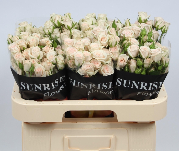 <h4>R TR ROYAL PORCELINA</h4>