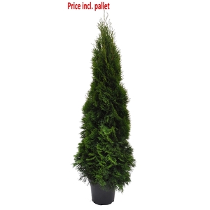 Thuja occ. Smaragd, plantmaat 140-160 cm - Rondgestoken - PALLET