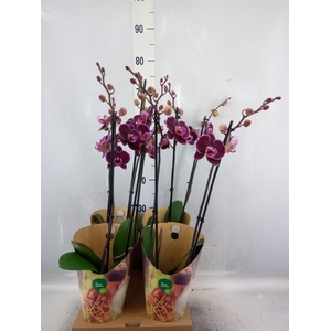 Phalaenopsis  'Ant Montpellier'