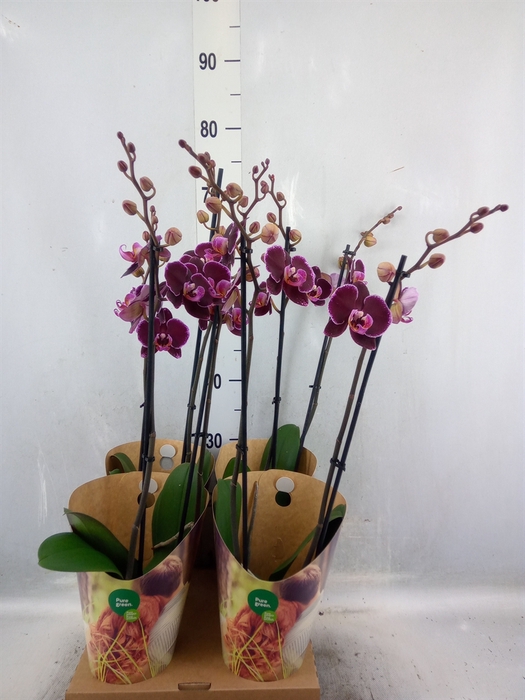 <h4>Phalaenopsis  'Ant Montpellier'</h4>