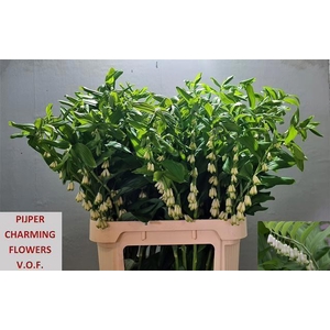 POLYGONATUM MULTIFLO