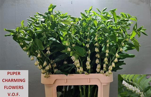 <h4>POLYGONATUM MULTIFLO</h4>