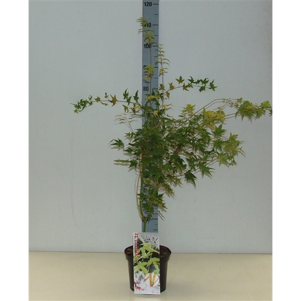 <h4>Acer palmatum 'Bi Hoo' P19 Full CC</h4>