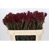 Leucadendron Blush Spray
