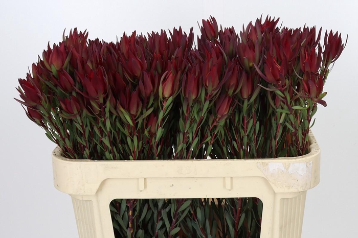 Leucadendron Blush Spray