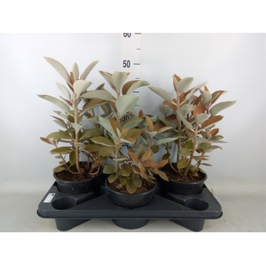 Kalanchoe NF orygalis