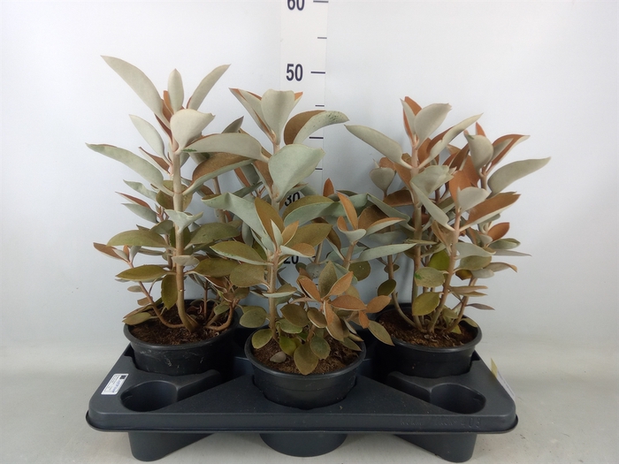 <h4>Kalanchoe NF orygalis</h4>