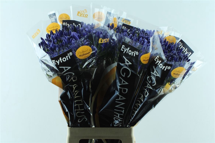 <h4>Agapanthus Eyfori Blue</h4>