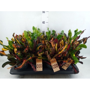 Codiaeum var. GR 'Mammi'