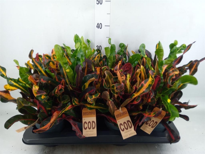 <h4>Codiaeum var. GR 'Mammi'</h4>