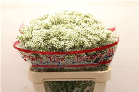 <h4>GYPS PA MILLIO DAISY</h4>