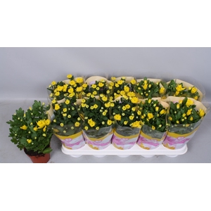 Chrysanthemum Spiderman 12Ø 26cm