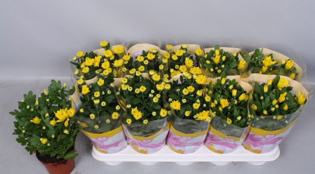 Chrysanthemum Spiderman 12Ø 26cm