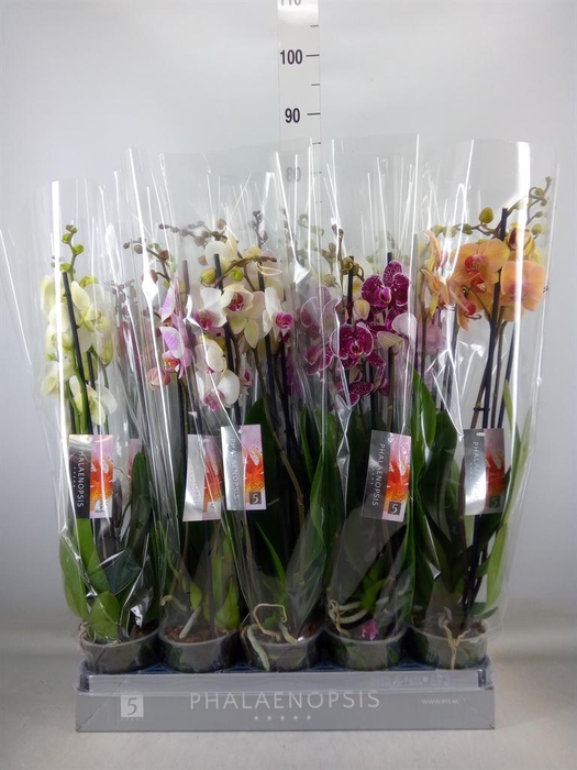 <h4>Phalaenopsis   ...mix  7</h4>