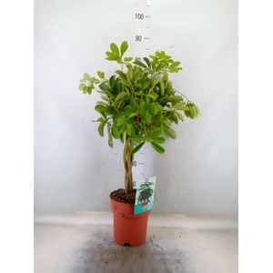 Schefflera arbor. 'Compacta'