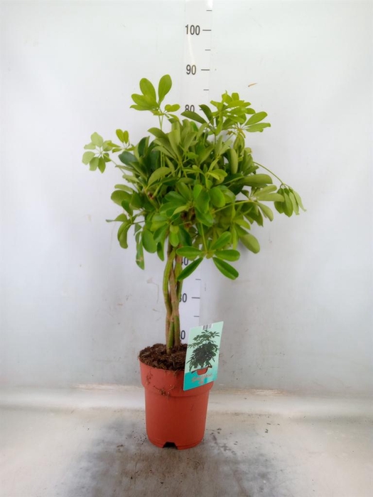 <h4>Schefflera arbor. 'Compacta'</h4>