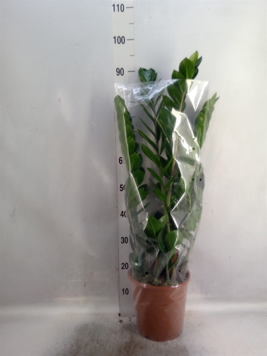 <h4>Zamioculcas zamiifolia</h4>