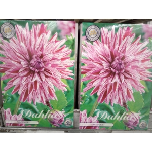 Dahlia   ...flowerbulbs