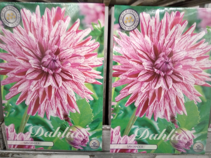 <h4>Dahlia   ...flowerbulbs</h4>