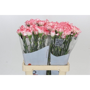 Dianthus St Poirot Bianco
