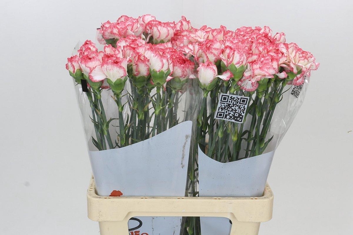 Dianthus St Poirot Bianco