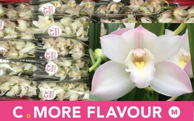 <h4>CYMB MI JOSHUA</h4>