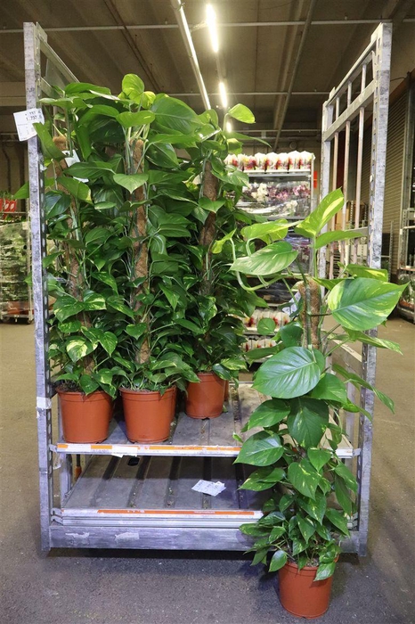 <h4>arr8 Epipr Mosstok</h4>