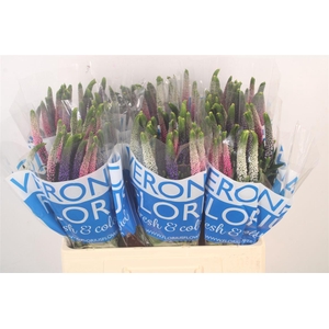 Veronica Smart Colors Mixed