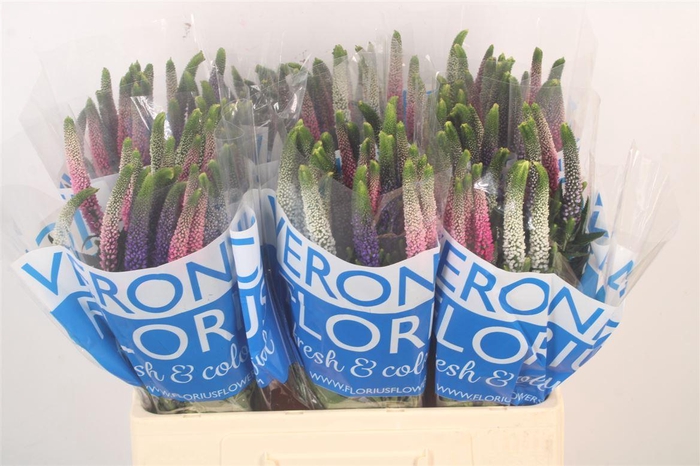 <h4>Veronica Smart Colors Mixed</h4>