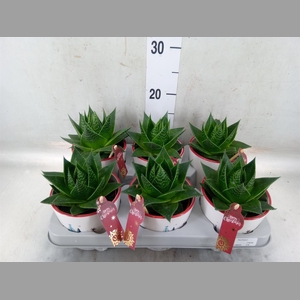 Aloe aristata 'Cosmo'